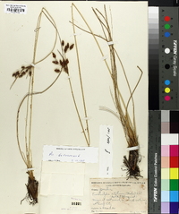 Fimbristylis castanea image