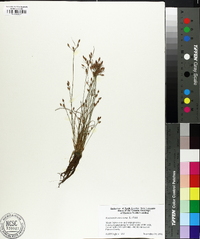 Fimbristylis dichotoma image