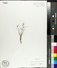 Fimbristylis dichotoma image