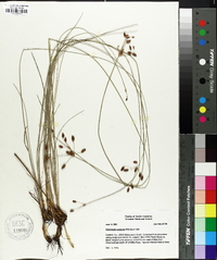 Fimbristylis puberula image