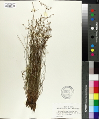 Fimbristylis annua image