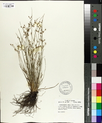 Fimbristylis annua image