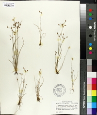 Fimbristylis annua image