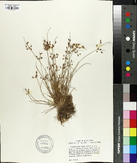 Fimbristylis annua image