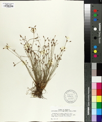 Fimbristylis annua image