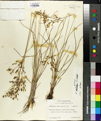 Fimbristylis annua image