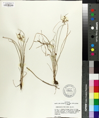 Fimbristylis decipiens image