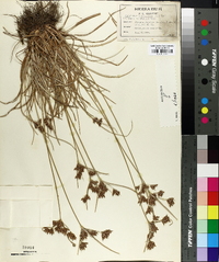 Fimbristylis dichotoma image