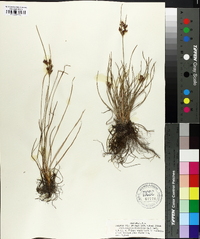 Fimbristylis dichotoma image