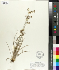 Fimbristylis dichotoma image