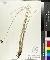 Fimbristylis castanea image