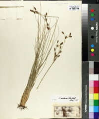 Fimbristylis castanea image