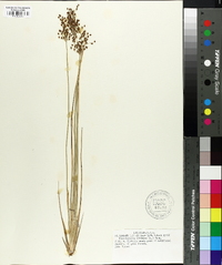 Fimbristylis miliacea image