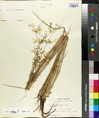 Fimbristylis miliacea image