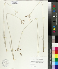 Fimbristylis puberula image