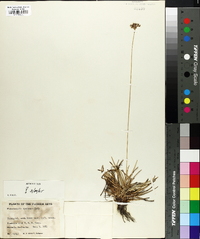 Fimbristylis spathacea image