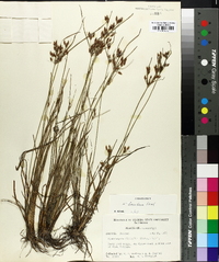 Fimbristylis tomentosa image