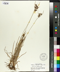 Fimbristylis tomentosa image