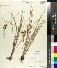 Fimbristylis tomentosa image