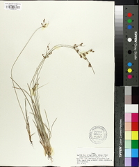 Fimbristylis annua image