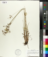 Fimbristylis annua image