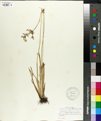 Fimbristylis miliacea image