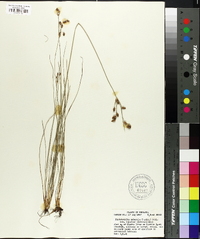 Fimbristylis puberula image