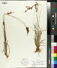 Fimbristylis tomentosa image