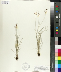 Fimbristylis annua image