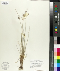 Fimbristylis annua image