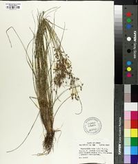 Fimbristylis annua image