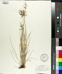 Fimbristylis annua image