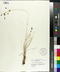 Fimbristylis argillicola image