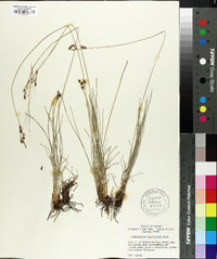 Fimbristylis argillicola image