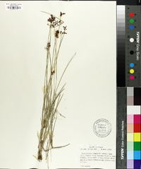 Fimbristylis complanata image