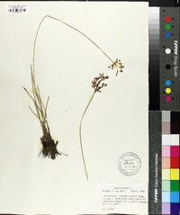 Fimbristylis complanata image