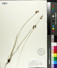 Fimbristylis complanata image