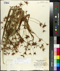 Rhynchospora corniculata image