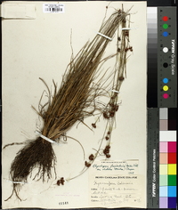 Rhynchospora fascicularis image