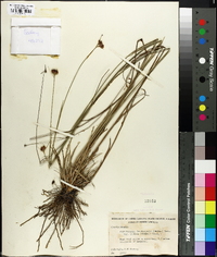 Rhynchospora fascicularis image