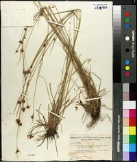 Rhynchospora fascicularis image