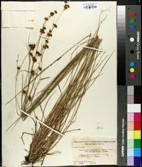 Rhynchospora fascicularis image