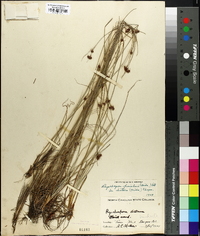 Rhynchospora fascicularis image