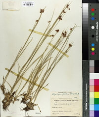 Rhynchospora globularis image