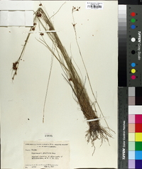 Rhynchospora gracilenta image