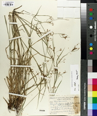 Rhynchospora mixta image