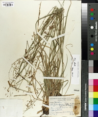 Rhynchospora mixta image