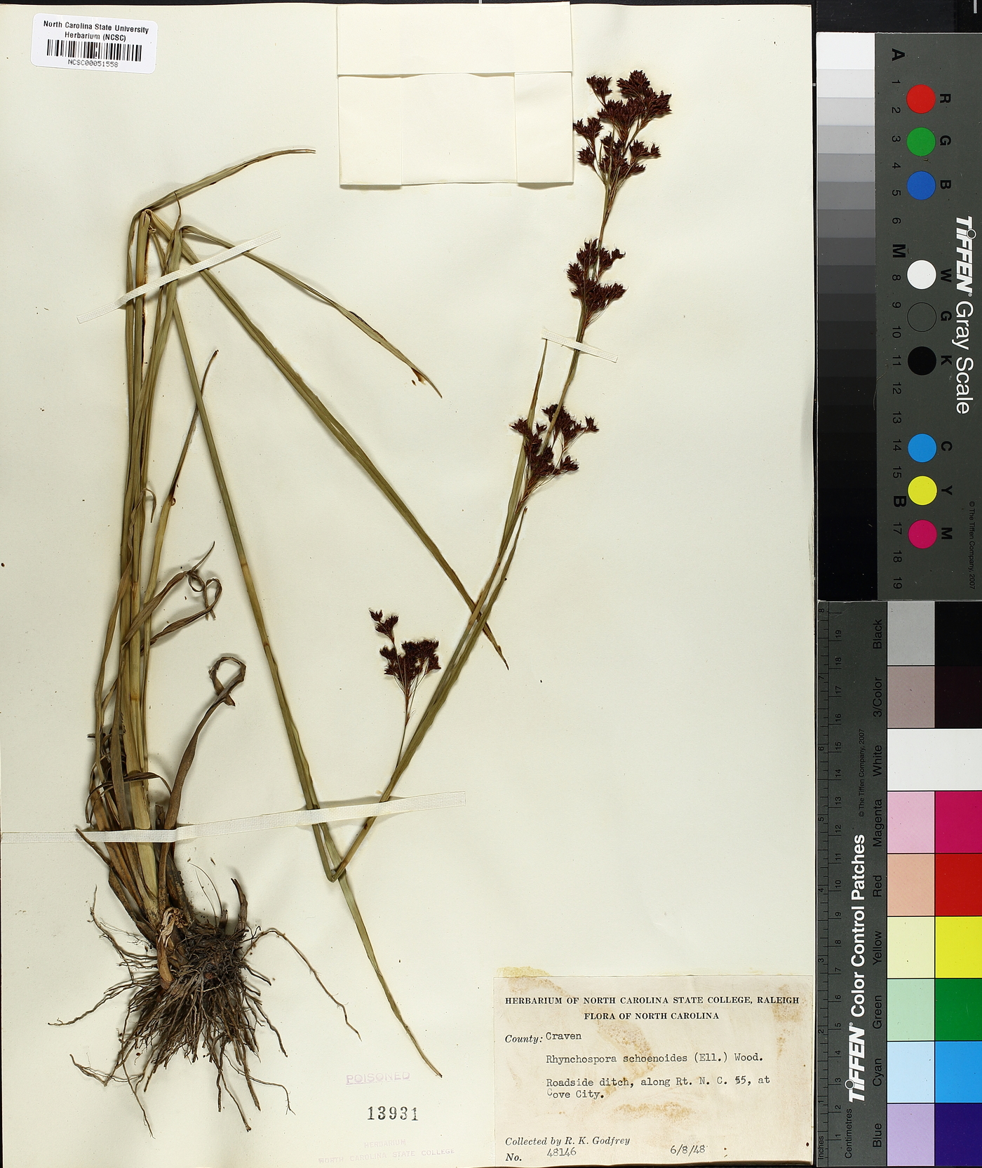 Rhynchospora schoenoides image