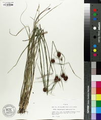 Rhynchospora cephalantha image