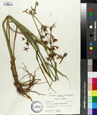 Rhynchospora corniculata image